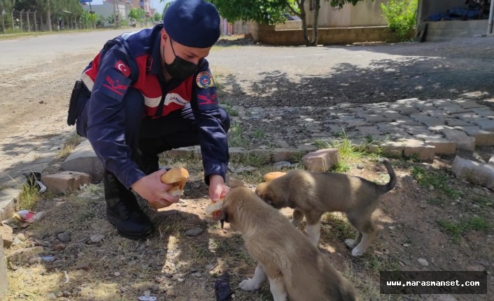 Jandarma ekipleri sokak hayvanlarını unutmadı