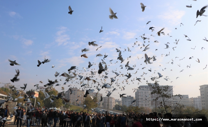 Kahramanmaraş'ta 6 bin güvercin gökyüzüne salındı