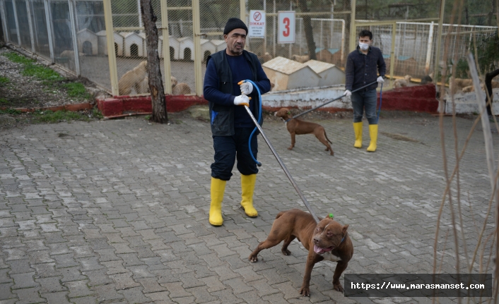 Kahramanmaraş'ta 20 günde "yasaklı ırk" olarak belirlenen 79 köpek toplandı