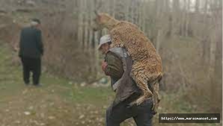 Fahri av müfettişi hasta yaban keçisini 3 kilometre sırtında taşıdı