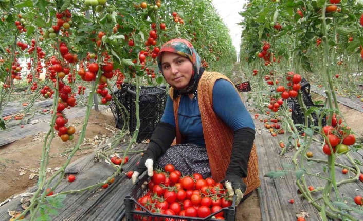 Mersin’de örtü altı domates tarlada 16.50 TL’den alıcı buluyor