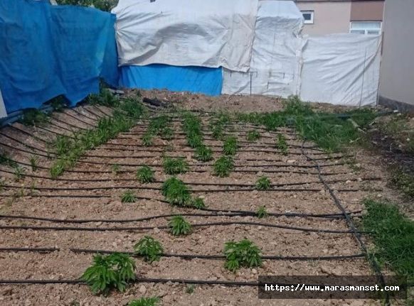Elbistan'da evinin bahçesini kenevir tarlasına çeviren şahsa operasyon   