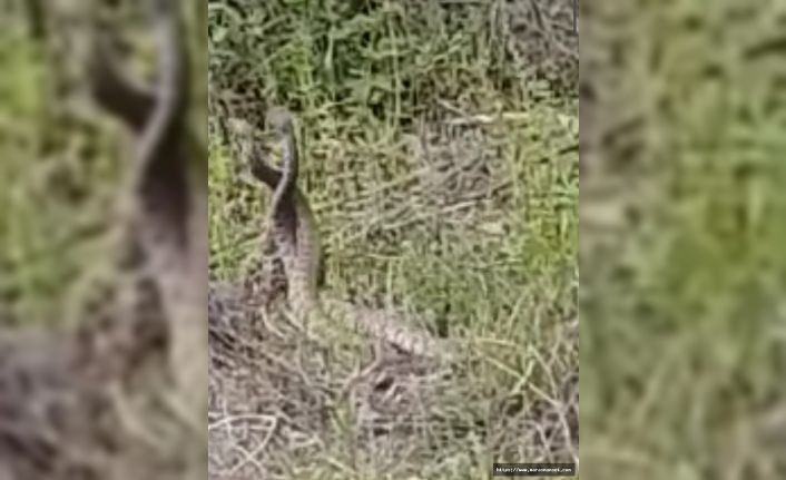 Kahramanmaraş’ta Türkiye’nin en zehirli yılanlarının çiftleşme dansı görüntülendi