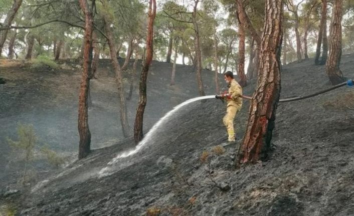 Düşen yıldırım orman yangını çıkardı