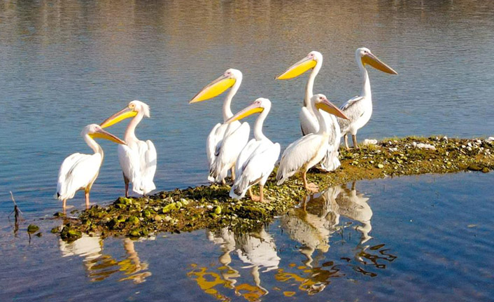 Kahramanmaraş'ta pelikanların göç yolculuğu