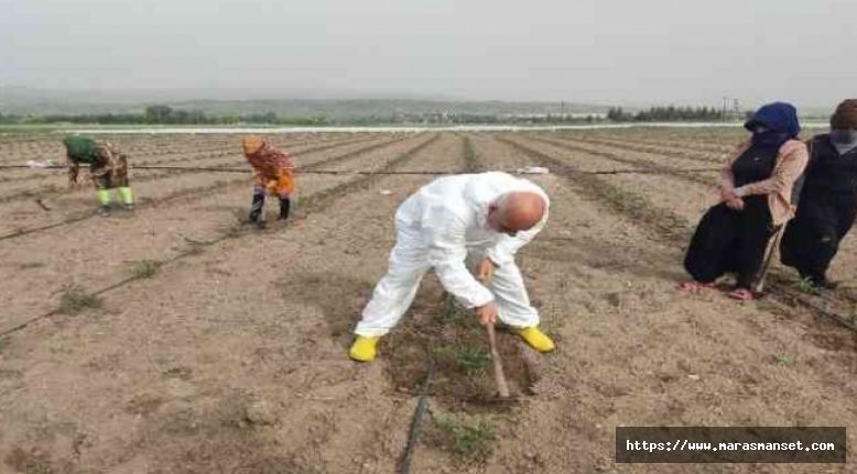 Kahramanmaraşlı Tarım Bakanı Vahit Kirişci çiftçilerle birlikte çapa yaptı