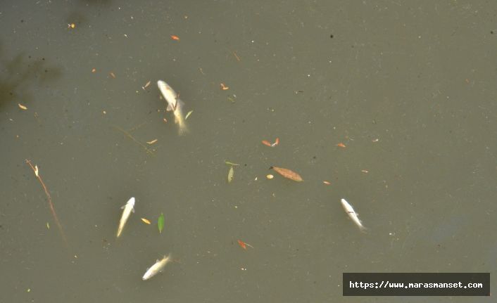 Ceyhan Nehri’nde balıklar telef oldu