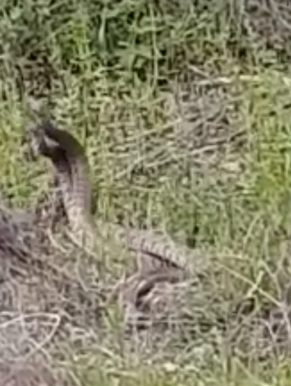 Kahramanmaraş’ta Türkiye’nin en zehirli yılanlarının çiftleşme dansı görüntülendi - ekinozu